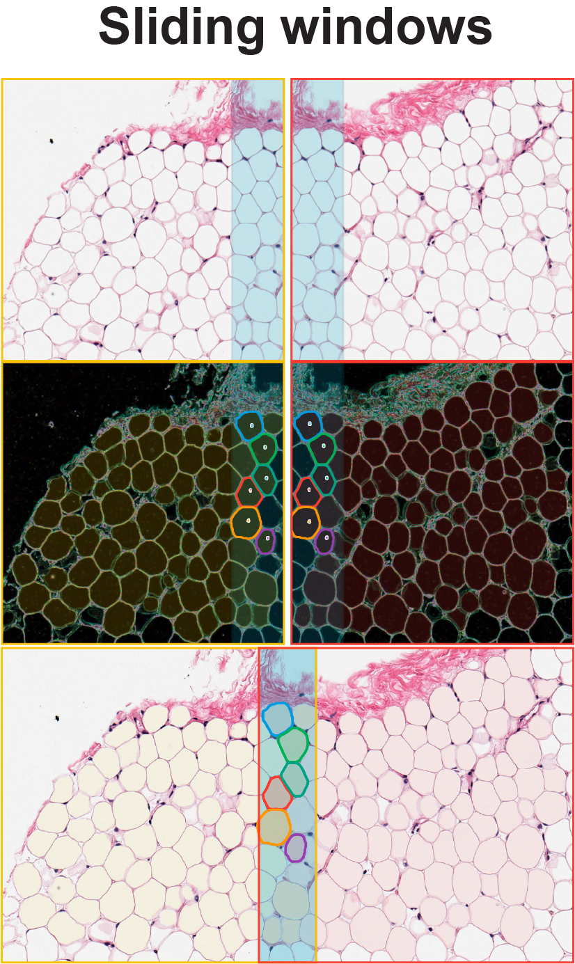 Sliding-window inference with overlapping windows and reconciled adipocyte detections.